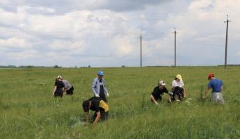 В Гольшанах восьмиклассников вывели на прополку овса. А платить будут?