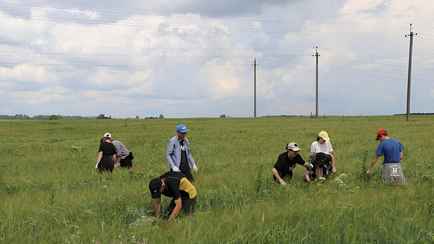 В Гольшанах восьмиклассников вывели на прополку овса. А платить будут?