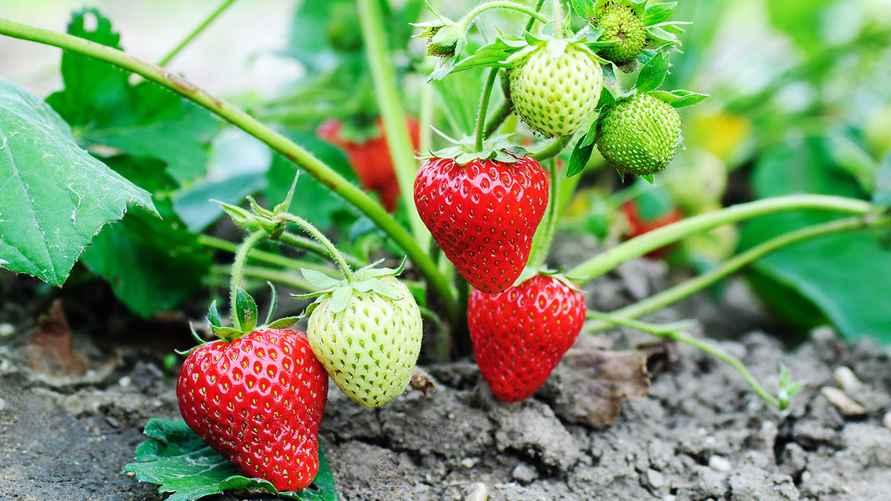 Земляника садовая/Клубника