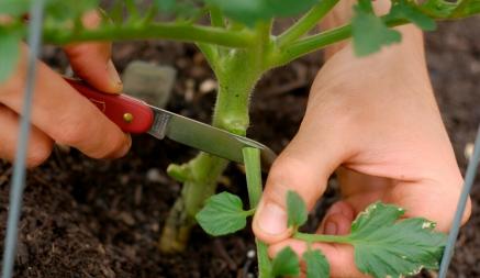 Не выбрасывайте листья помидоров после пасынкования. Вот чем они помогут вашему саду