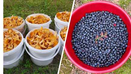 Лисички — до 10 рублей за кило. Белкоопсоюз назвал цены на закупку у белорусов ягод, грибов и овощей