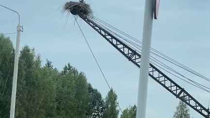 «Мой напарник, вместе работаем» — В TikTok показали, как аист свил гнездо на автокране в Столине