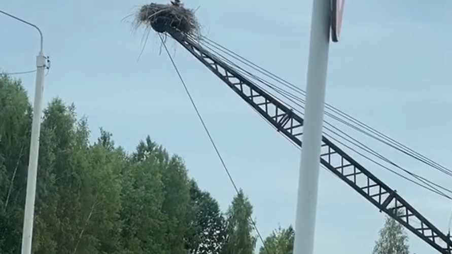 "Мой напарник, вместе работаем" - В TikTok показали, как аист свил гнездо на автокране в Столине