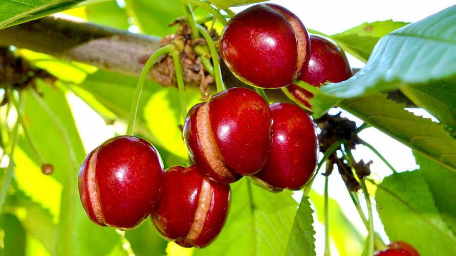 Почему вишни и черешни на дереве лопаются? Эти 2 метода сохранят ягоды целыми