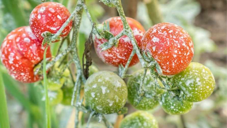 Зачем опрыскивать помидоры молоком? Зная это, вы перестанете использовать химию для обработки