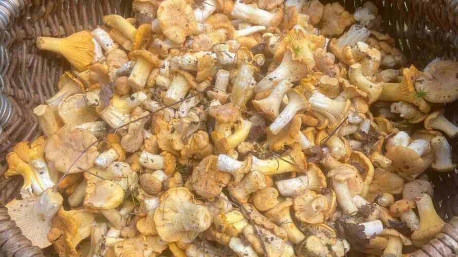 Фото: Грибы: Грибные войска в Беларуси