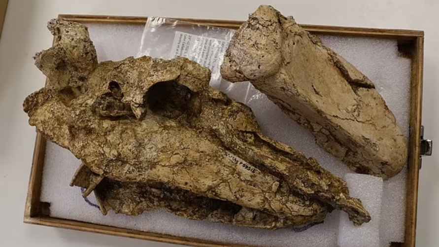 Найденный гигантский череп древней австралийской птицы Genyornis newtoni