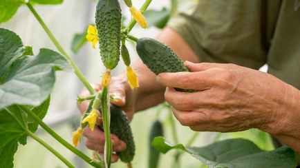 Почему огурцы с грядки горчат? Вот каких ошибок следует избегать, чтобы они были сладкими