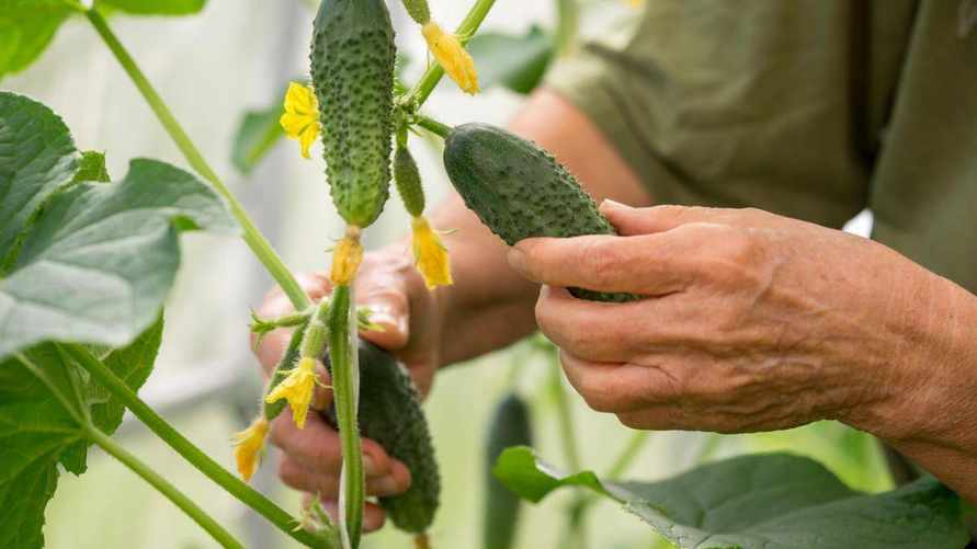 Почему огурцы с грядки горчат? Вот каких ошибок следует избегать, чтобы они были сладкими