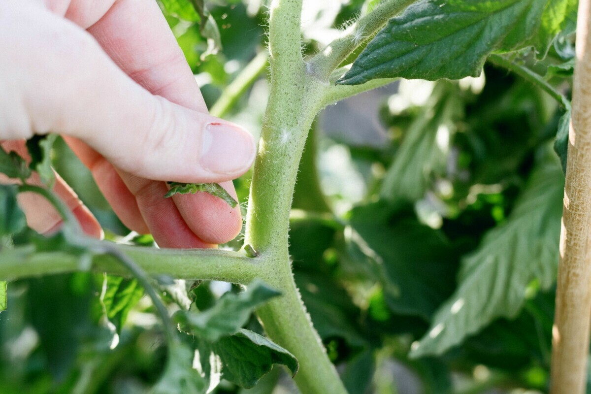 Как ухаживать за помидорами в июне? Вот что нужно учесть для обильного урожая
