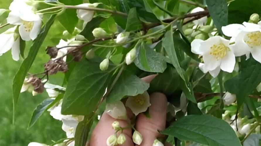 "Не дурите голову" — Ботаник раскрыл настоящее название "жасмина", но пользователи TikTok не поверили