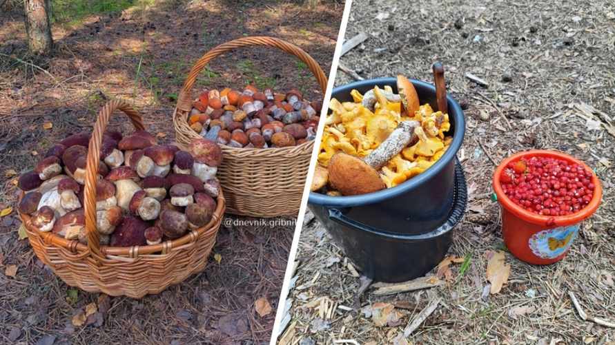 "Начинают понемногу появляться" – Белорусы пожаловались на сухие леса, где растут "только лисички". А где массово пошли боровики?