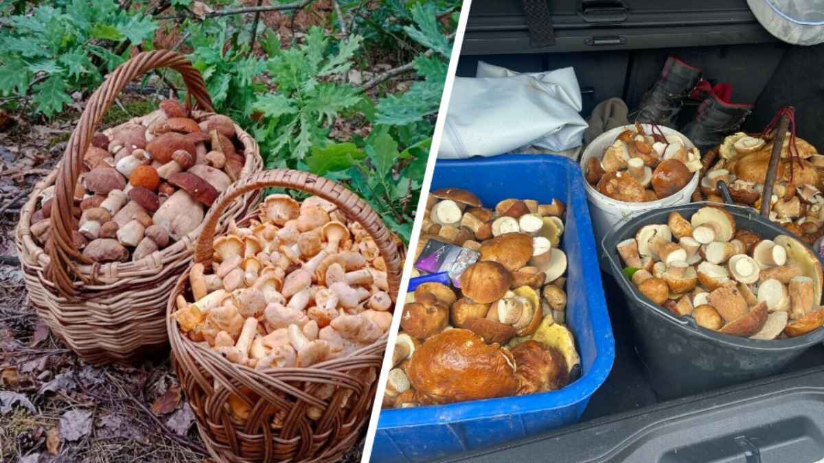 Белые лисички, «подосиновиковый рай» и боровики. Белорусы рассказали, где грибница «проснулась» после ливней