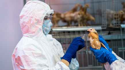 «Ждут, пока начнётся эпидемия» — ВОЗ зафиксировала первый случай заражения человека птичьим гриппом. Мужчина скончался
