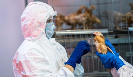 «Ждут, пока начнётся эпидемия» — ВОЗ зафиксировала первый случай заражения человека птичьим гриппом. Мужчина скончался