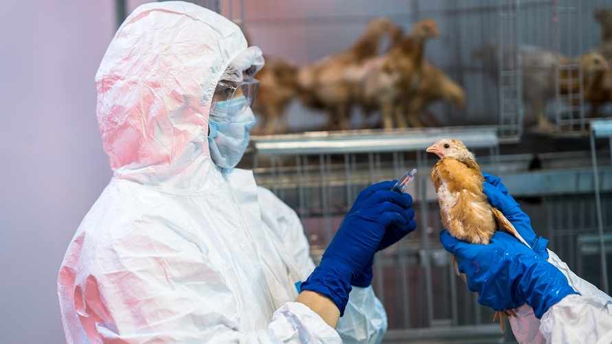 "Ждут, пока начнётся эпидемия" — ВОЗ зафиксировала первый случай заражения человека птичьим гриппом. Мужчина скончался