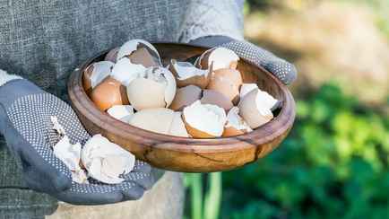 Подкармливаете сад яичной скорлупой? Вот каким растениям вы сделаете только хуже