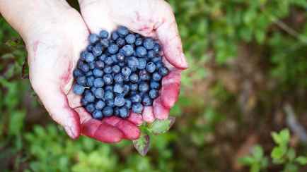 В Беларуси начали продавать первую чернику. Сколько просят за литр в регионах?