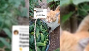 «Пока не увидела, не поверила» — Жительница Ганцевич показала в TikTok «уникального котяру» – любителя огурцов