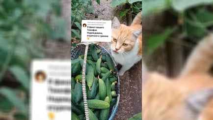 «Пока не увидела, не поверила» — Жительница Ганцевич показала в TikTok «уникального котяру» – любителя огурцов