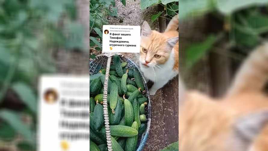 "Пока не увидела, не поверила" - Жительница Ганцевич показала в TikTok "уникального котяру" – любителя огурцов