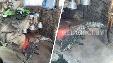 «Ест всё» — В Минске выставили на аукцион живого крокодила. Какая цена у лота?