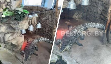 «Ест всё» — В Минске выставили на аукцион живого крокодила. Какая цена у лота?