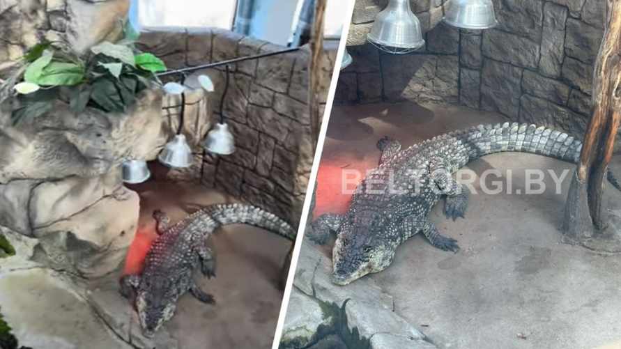 "Ест всё" - В Минске выставили на аукцион живого крокодила. Какая цена у лота?
