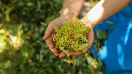 Этот липовый компот станет спасением в летнюю жару и лекарством от простуды осенью. Вот что понадобится, помимо цветов