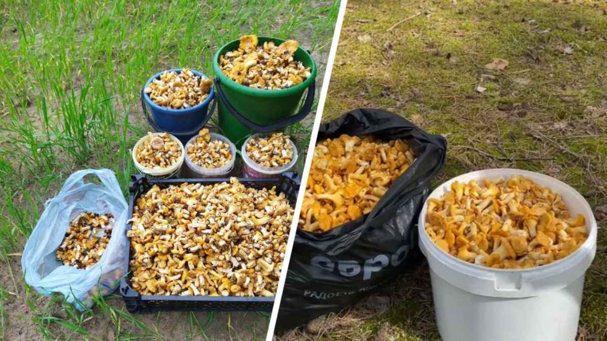 "Не могу больше смотреть" - Белорусы похвастались урожаем лисичек в соцсетях. Где самые "богатые" места?