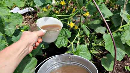 Это удобрение заставит огурцы расти, как сорняки. Вам понадобятся всего 2 ингредиента