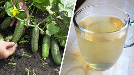Растворите 3 ложки этого продукта в пяти литрах воды. Огурцы вырастут сладкими, а листья перестанут желтеть