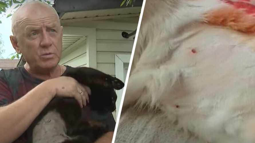 "Что это за нелюди живут среди нас?!" - В Витебске милиция объявила поиски стрелка, устроившего "охоту" на домашних котов