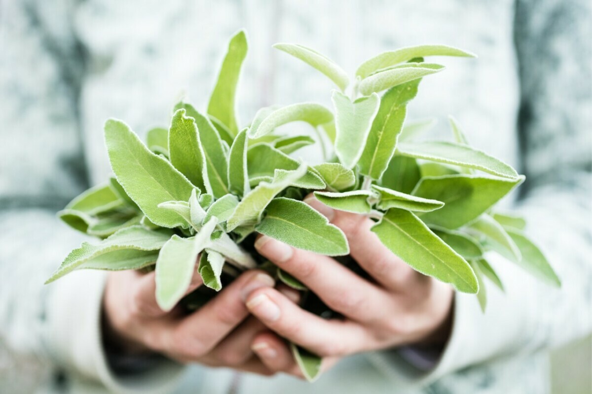Посадите эти 3 растения — и вы принесёте неоценимую пользу для своего здоровья. Как их приготовить?