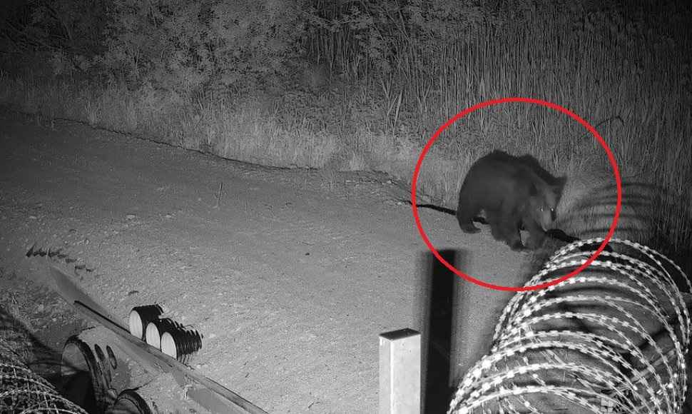 Литовский медведь попытался проникнуть в Беларусь, но не смог. Чем всё закончилось?