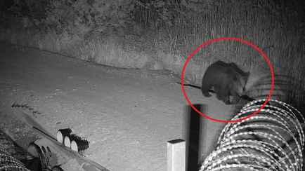 Литовский медведь попытался проникнуть в Беларусь, но не смог. Чем всё закончилось?