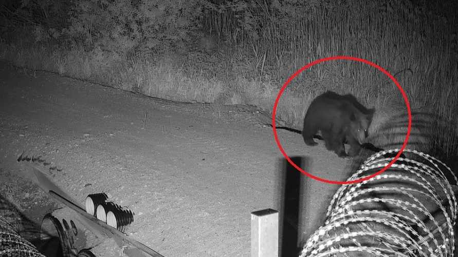 Литовский медведь попытался проникнуть в Беларусь, но не смог. Чем всё закончилось?