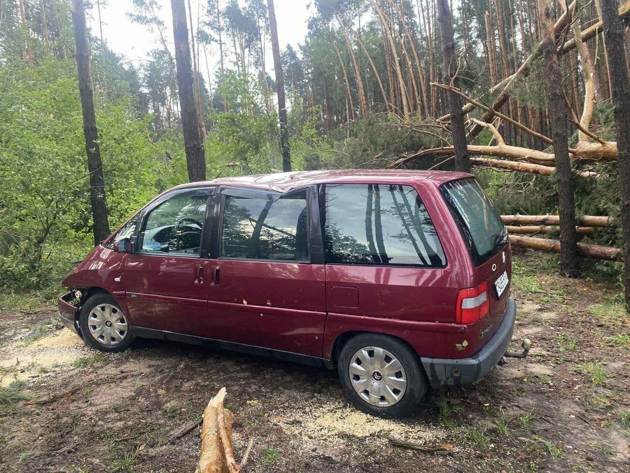 Под Зельвой из-за штормового ветра женщину убило упавшее дерево