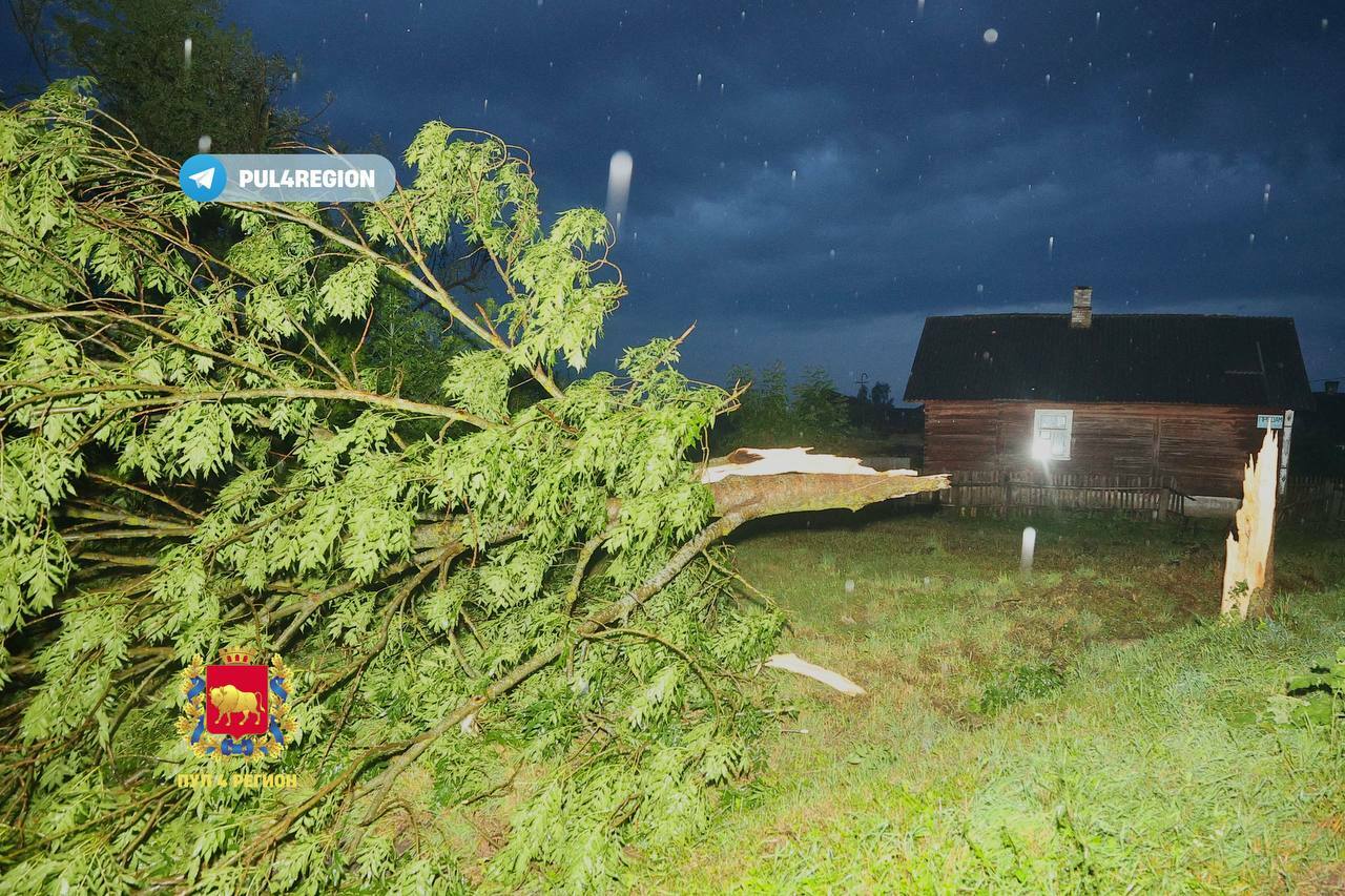 Под Зельвой из-за штормового ветра женщину убило упавшее дерево