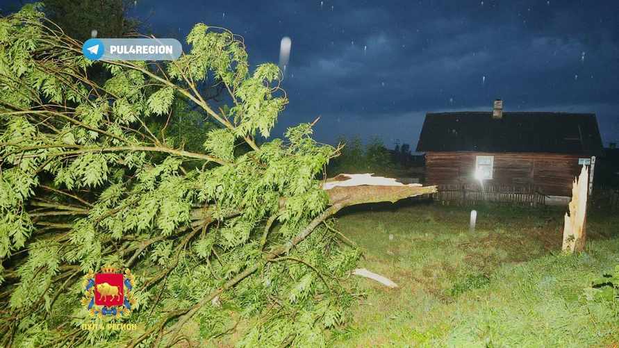 Под Зельвой из-за штормового ветра женщину убило упавшее дерево