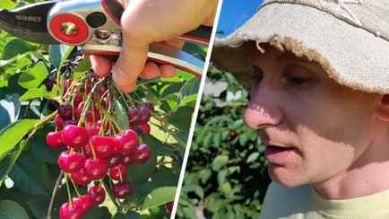 Зачем обрезать вишню летом? Опытный садовод показал, как это влияет на плодоношение