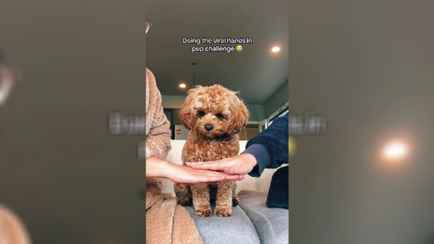 В TikTok появился милый тренд с участием котов и собак. Проверьте, сделает ли так ваш питомец