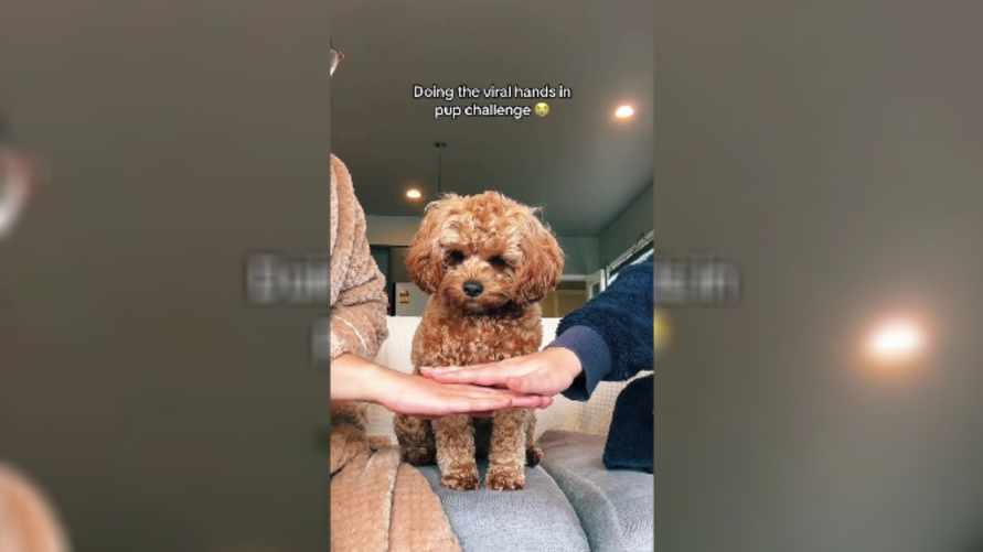 В TikTok появился милый тренд с участием котов и собак. Проверьте, сделает ли так ваш питомец