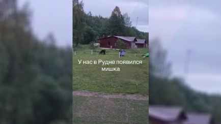 «Теперь это его дом» — Медведь под Логойком начал разорять улья пасечников