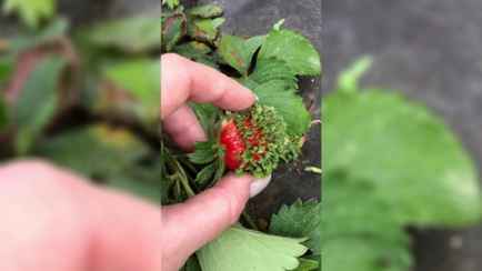 «Трипофобы, привет» — В TikTok показали редкое явление на одной из ягод клубники. Что это было?