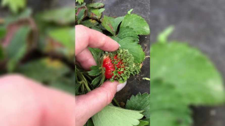 "Трипофобы, привет" - В TikTok показали редкое явление на одной из ягод клубники. Что это было?