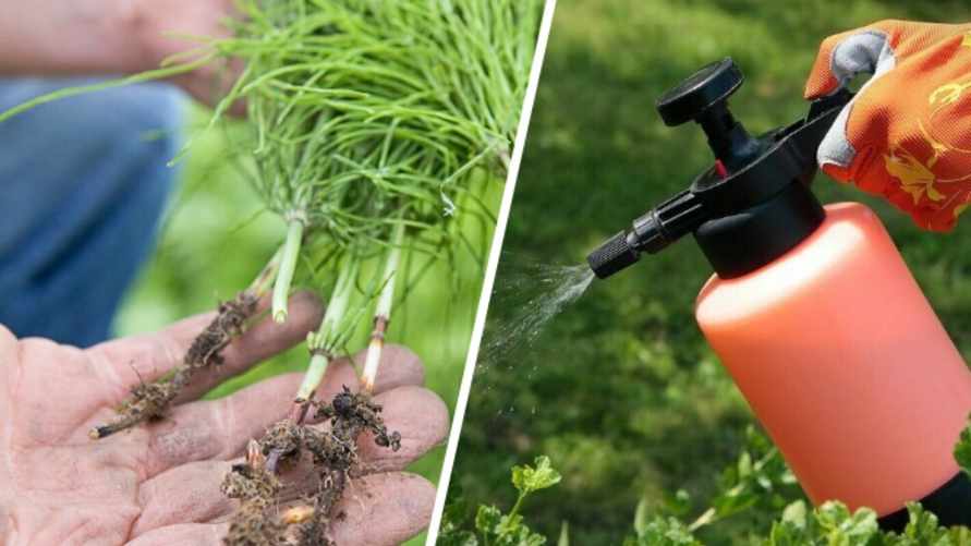 Смешайте этот дешевый продукт из холодильника с водой. Нашли способ эффективно избавиться от хвоща