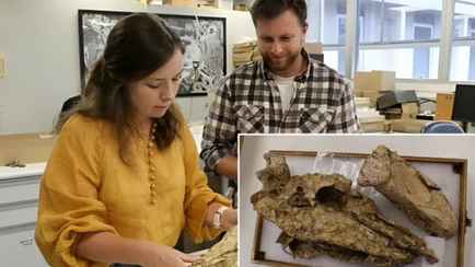 В Австралии нашли череп 230-килограммового гуся, который вымер 50 тысяч лет назад. Как он выглядел?