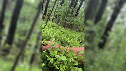 «На варенички можно насобирать» — В Беларуси пошла первая черника