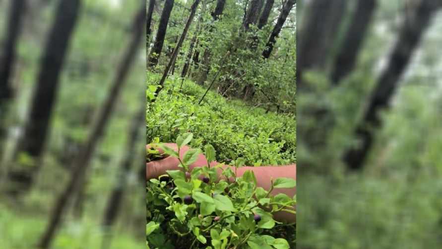 "На варенички можно насобирать" - В Беларуси пошла первая черника